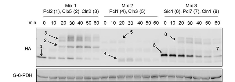 Role of Atypical Cyclins in the control of cell cycle