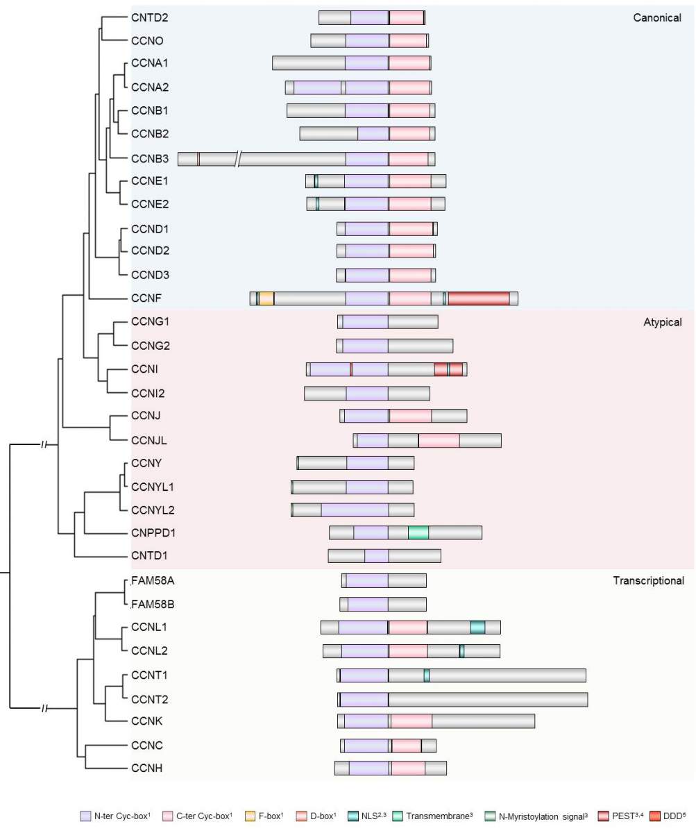 Role of Atypical Cyclins in the control of cell cycle