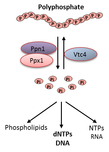Polyphosphate