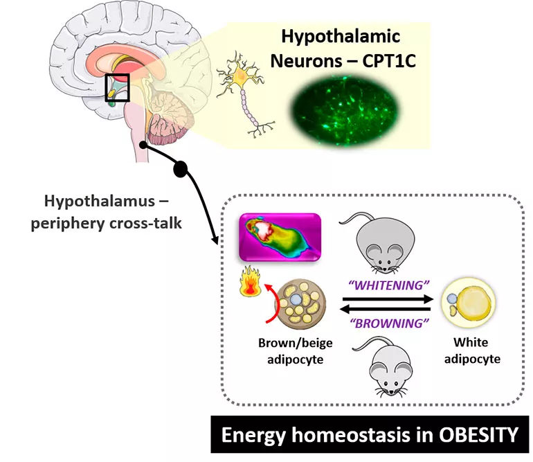 Regulació hipotalàmica de l’homeòstasi energètica