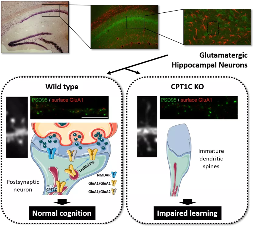 Regulación metabólica de la función sináptica y la cognición