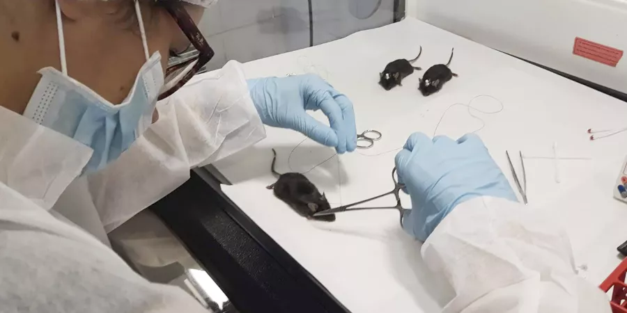 Regulació hipotalàmica de l’homeòstasi energètica