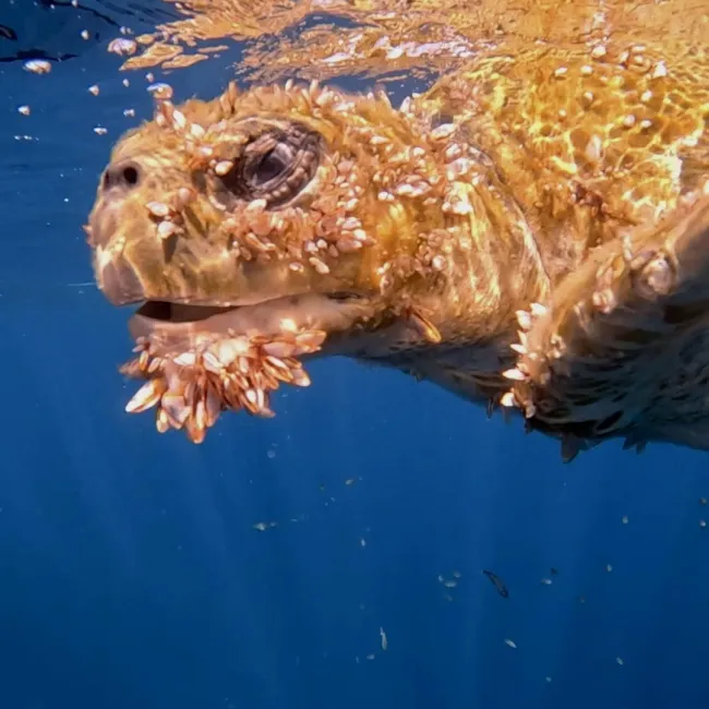  Sant Cugat Campus: Anna Alharilla Talavera, studying 1st year Dentistry, with the photograph Symbiosis